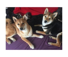 10 weeks old Shiba Inu Puppies ready to go to good homes - 11