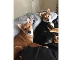 10 weeks old Shiba Inu Puppies ready to go to good homes - 12