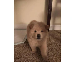 8 weeks old chow chow puppy for sale