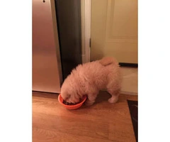 8 weeks old chow chow puppy for sale - 2