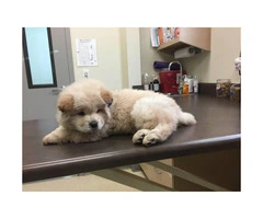 8 weeks old chow chow puppy for sale - 3