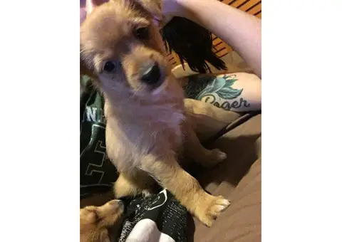 Cute Female Chorkie puppy for sale