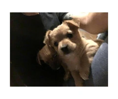 Cute Female Chorkie puppy for sale - 2