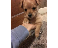 Cute Female Chorkie puppy for sale - 4