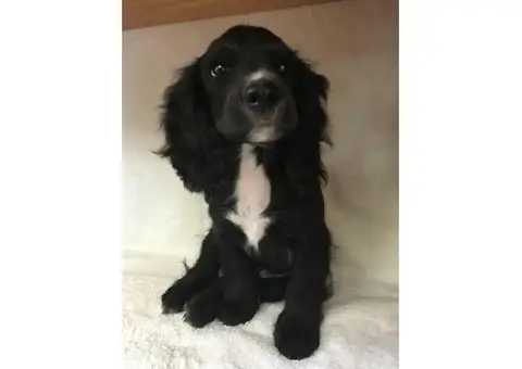 5 month old cocker spaniel