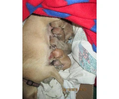 5 Male Pomchi puppies for sale - 9