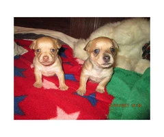 5 Male Pomchi puppies for sale - 10