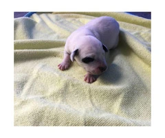 6 Dalmatian puppies for sale