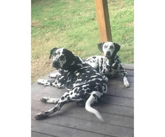 6 Dalmatian puppies for sale - 2