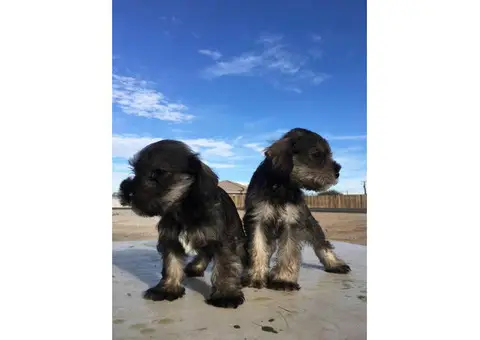 Schnauzer puppies for sale males and females available
