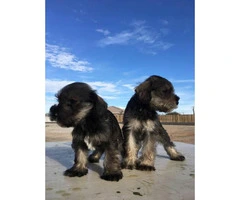 Schnauzer puppies for sale males and females available