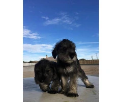 Schnauzer puppies for sale males and females available - 2