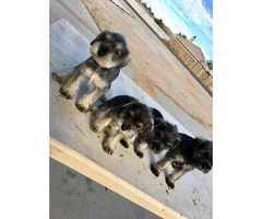 Schnauzer puppies for sale males and females available - 3