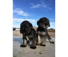 Schnauzer puppies for sale males and females available - 4