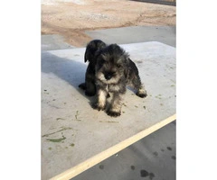 Schnauzer puppies for sale males and females available - 5
