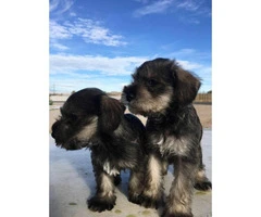 Schnauzer puppies for sale males and females available - 6