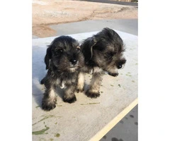 Schnauzer puppies for sale males and females available - 7