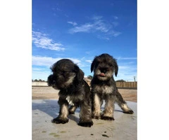 Schnauzer puppies for sale males and females available - 8