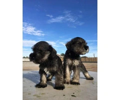 Schnauzer puppies for sale males and females available - 9