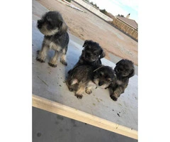 Schnauzer puppies for sale males and females available - 10