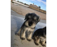 Schnauzer puppies for sale males and females available - 11