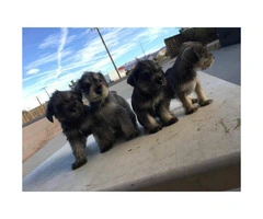 Schnauzer puppies for sale males and females available - 12