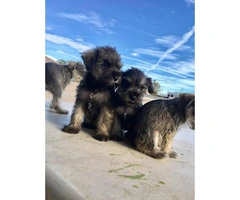 Schnauzer puppies for sale males and females available - 14
