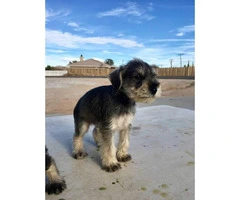 Schnauzer puppies for sale males and females available - 15