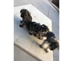 Schnauzer puppies for sale males and females available - 17