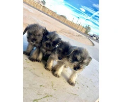 Schnauzer puppies for sale males and females available - 18
