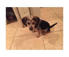 4 months old Beagle puppy with AKC registered papers