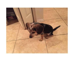 4 months old Beagle puppy with AKC registered papers - 3