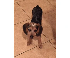 4 months old Beagle puppy with AKC registered papers - 4