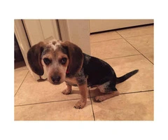4 months old Beagle puppy with AKC registered papers - 5