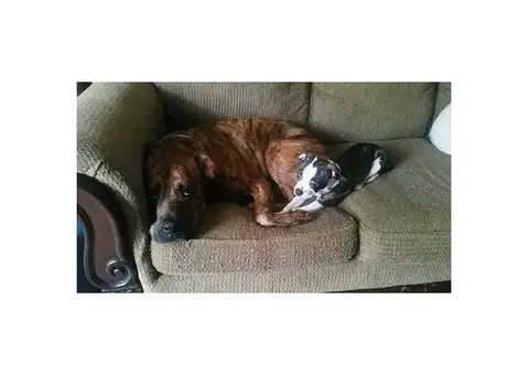Female 6 months old Boglen Terrier for Sale