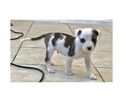 9 weeks Catahoula Leopard for Sale - 2