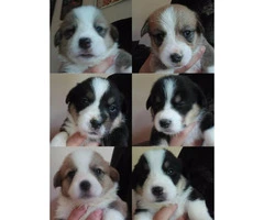Corgi puppies with limited Akc registration