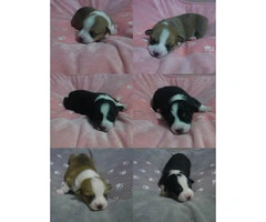 Corgi puppies with limited Akc registration - 2