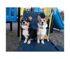 Corgi puppies with limited Akc registration - 4