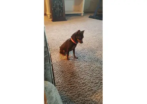 7 years old Doberman Pinscher for Sale