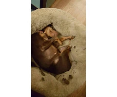 7 years old Doberman Pinscher for Sale - 2