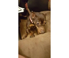 7 years old Doberman Pinscher for Sale - 3