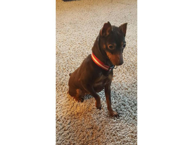 7 years old Doberman Pinscher for Sale in Topeka, Kansas ...