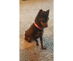 7 years old Doberman Pinscher for Sale - 4