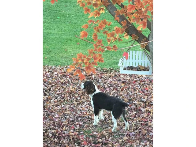 English Springer spaniel Male Puppy for Sale - 1/3