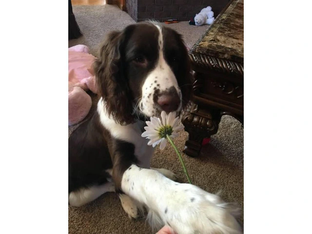 English Springer spaniel Male Puppy for Sale - 2/3