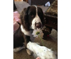 English Springer spaniel Male Puppy for Sale - 2