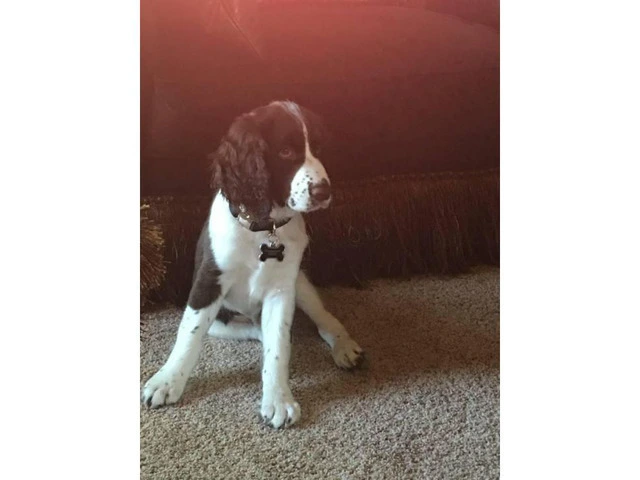 English Springer spaniel Male Puppy for Sale - 3/3