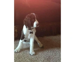 English Springer spaniel Male Puppy for Sale - 3