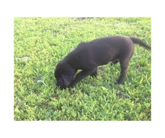 Black Labrador puppy for sale